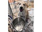 Bessie, Terrier (unknown Type, Medium) For Adoption In Candler, North Carolina