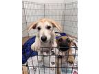 Harriet, Terrier (unknown Type, Medium) For Adoption In Candler, North Carolina