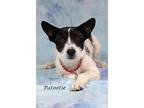 Patootie, Terrier (unknown Type, Small) For Adoption In Gilbert, Arizona