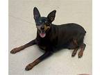 Tommy, Miniature Pinscher For Adoption In Spring Lake, North Carolina