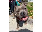 Miss Bonnie Parker, American Pit Bull Terrier For Adoption In Long Beach