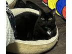 Pepper- Cp, Domestic Shorthair For Adoption In Toronto, Ontario