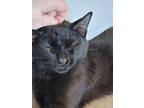 Edgar, Domestic Shorthair For Adoption In Chicago, Illinois