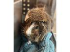 Bacon, Guinea Pig For Adoption In Edmonton, Alberta