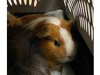 Ginger, Guinea Pig For Adoption In Edmonton, Alberta