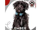 Ember ❤️, Schnauzer (miniature) For Adoption In Aurora, Colorado