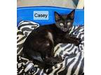 Casey, Domestic Shorthair For Adoption In Georgetown, Ohio