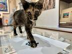 Opal, Domestic Shorthair For Adoption In Lexington, Massachusetts