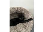 Addy, Domestic Shorthair For Adoption In Garden City, Michigan