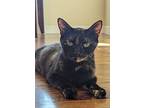 Beatrix Kiddo, Domestic Shorthair For Adoption In Dallas, Texas