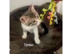 Timbo 3917, Domestic Mediumhair For Adoption In Dallas, Texas