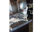 Lulu (& Lily) [cp], Domestic Shorthair For Adoption In Oakland, California