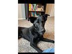 Baxter, Labrador Retriever For Adoption In Austin, Texas