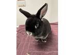 Hopps (bonded To Josie), Netherland Dwarf For Adoption In Richmond