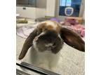 Josie (bonded To Hopps), Lop, Holland For Adoption In Richmond, British Columbia