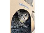 Andrew, Domestic Shorthair For Adoption In Richmond, British Columbia