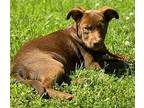 Quinn, Labrador Retriever For Adoption In Locust Fork, Alabama