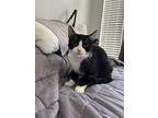 Nick 4225, Domestic Shorthair For Adoption In Bonsall, California