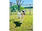 Harley (dawson), American Pit Bull Terrier For Adoption In New Braunfels, Texas