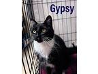 Gypsy, Willow Grove Pa (fcid 04/23/2024-105), Domestic Shorthair For Adoption In