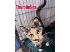 Thumbelina, Willow Grove Pa (fcid 04/25/2024-109), Calico For Adoption In