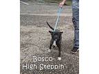 Bosco, Boston Terrier For Adoption In Ozark, Alabama