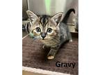 Gravy, Domestic Shorthair For Adoption In Mountain View, Arkansas