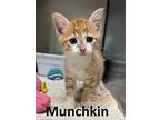 Munchkin, Domestic Shorthair For Adoption In Mountain View, Arkansas