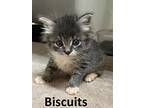 Biscuits, Domestic Longhair For Adoption In Mountain View, Arkansas