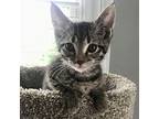 Adore, Domestic Mediumhair For Adoption In Knoxville, Tennessee