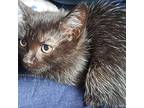 Kitten: Emmy, Domestic Shorthair For Adoption In Columbia, Maryland