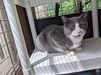Albert, Domestic Shorthair For Adoption In Columbia, Maryland