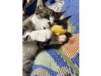 Cessna, Domestic Shorthair For Adoption In Phillipsburg, New Jersey