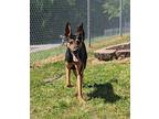 Inga, Doberman Pinscher For Adoption In Hopewell, Virginia