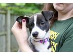 Peppermint, American Pit Bull Terrier For Adoption In Johnston, Rhode Island