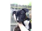 Basil, American Pit Bull Terrier For Adoption In Johnston, Rhode Island
