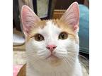 Colby Jack, Domestic Shorthair For Adoption In Crystal Lake, Illinois
