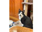 Freckles, Domestic Shorthair For Adoption In Crystal Lake, Illinois
