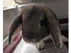 Charlie, Lop, Holland For Adoption In Raleigh, North Carolina