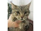 Fairy Godmother, Domestic Shorthair For Adoption In Raleigh, North Carolina