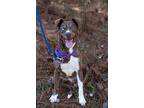 Hunk, American Staffordshire Terrier For Adoption In Raleigh, North Carolina