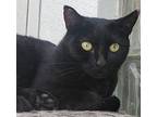 Queenie, Domestic Shorthair For Adoption In Port Jervis, New York
