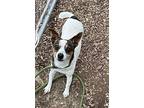 Prosciutto, Jack Russell Terrier For Adoption In Lincoln, Nebraska