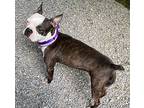 Luna Lovegood Ky3913, Boston Terrier For Adoption In Maryville, Tennessee