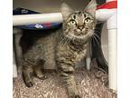 Tabitha, Domestic Shorthair For Adoption In Santa Rosa, California