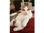 Rachel, Domestic Shorthair For Adoption In New York, New York