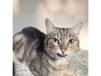 Tabby Jo, Domestic Shorthair For Adoption In Mountain View, California