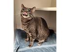 Honey Available 5/20, Domestic Shorthair For Adoption In Elmsford, New York
