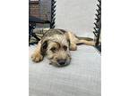 Whip, Terrier (unknown Type, Medium) For Adoption In Greenville, South Carolina