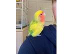 Lucky, Lovebird For Adoption In Vancouver, British Columbia